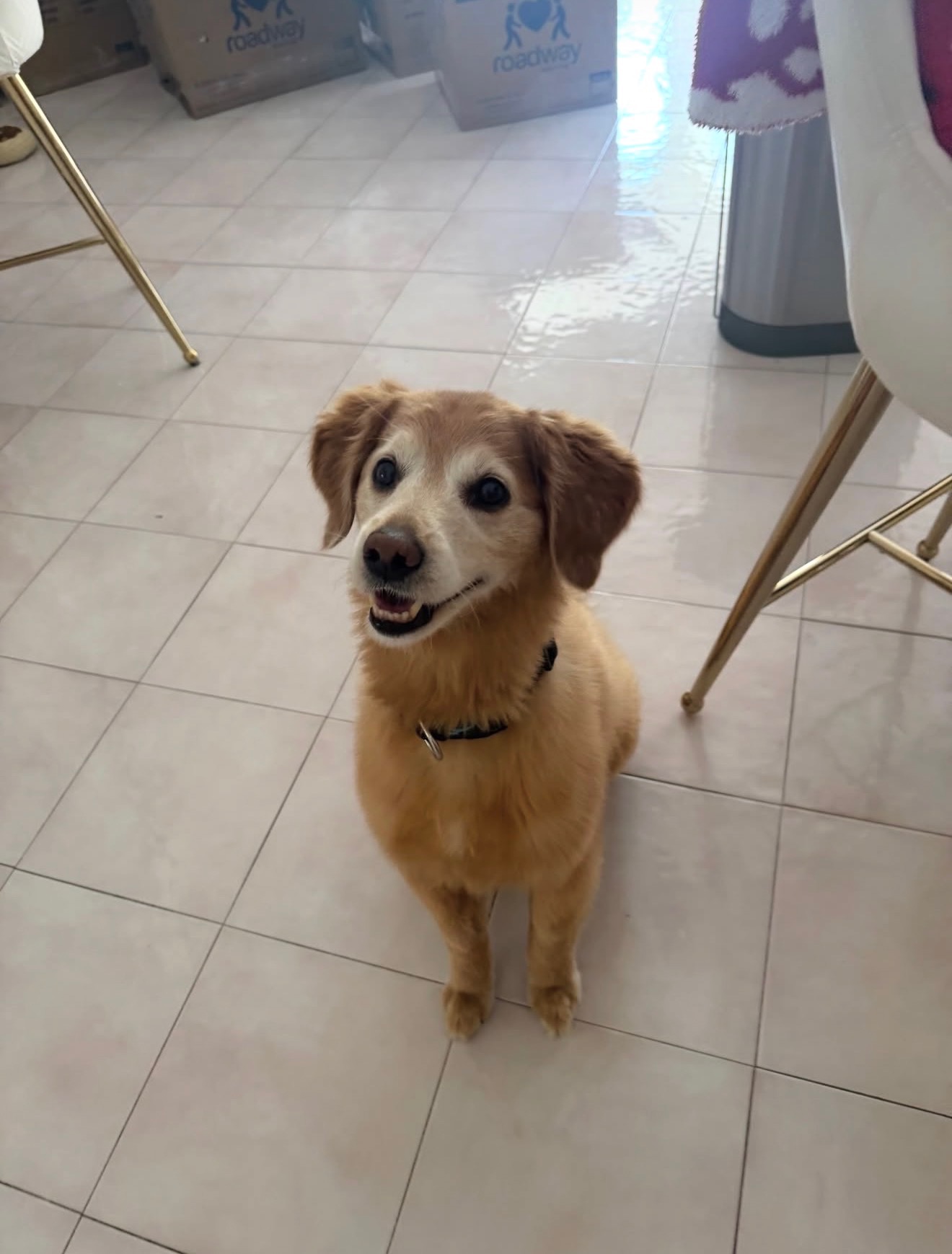 A happy golden dog smiling up at the camera