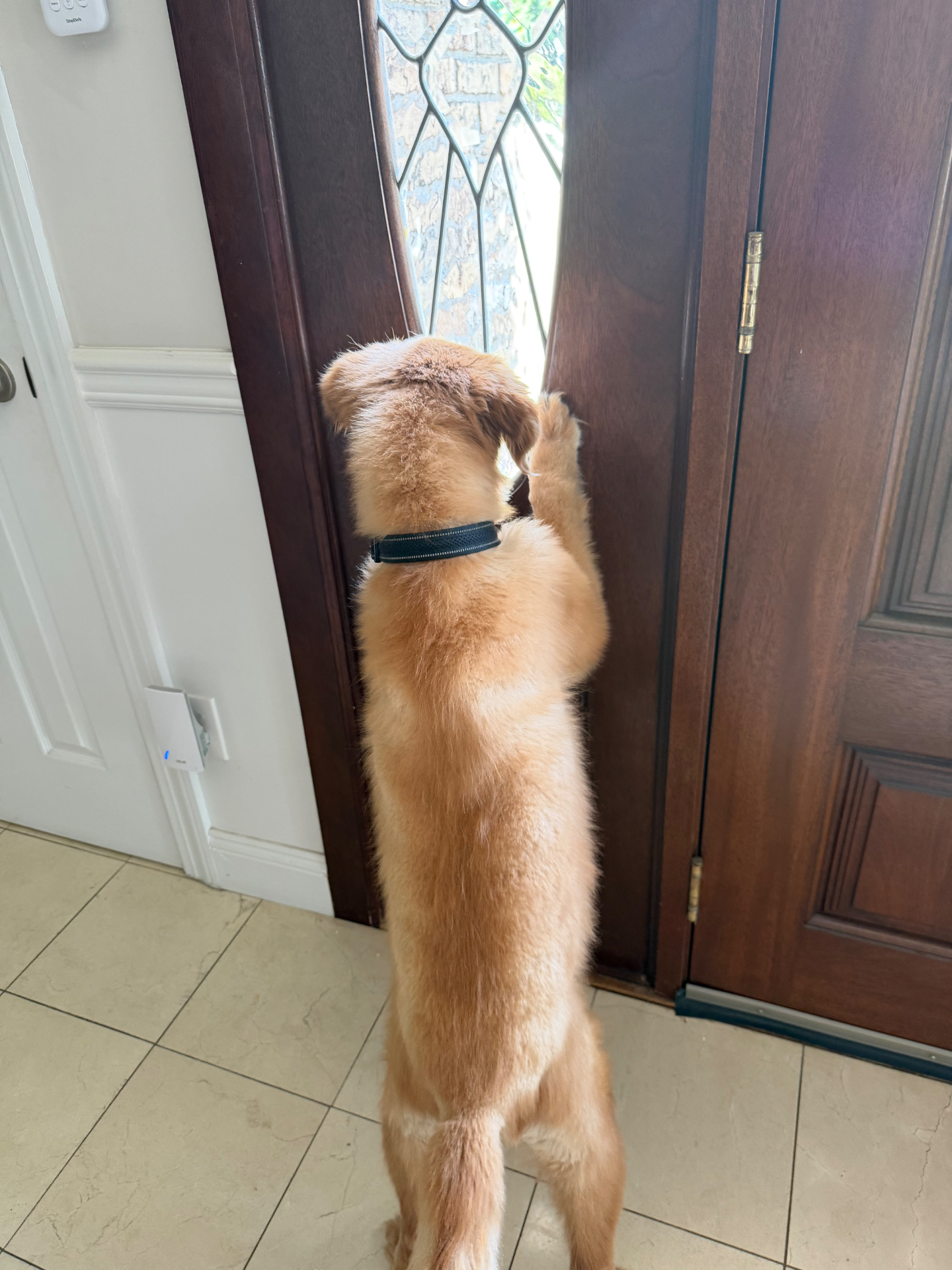 A golden puppy standing at the front door