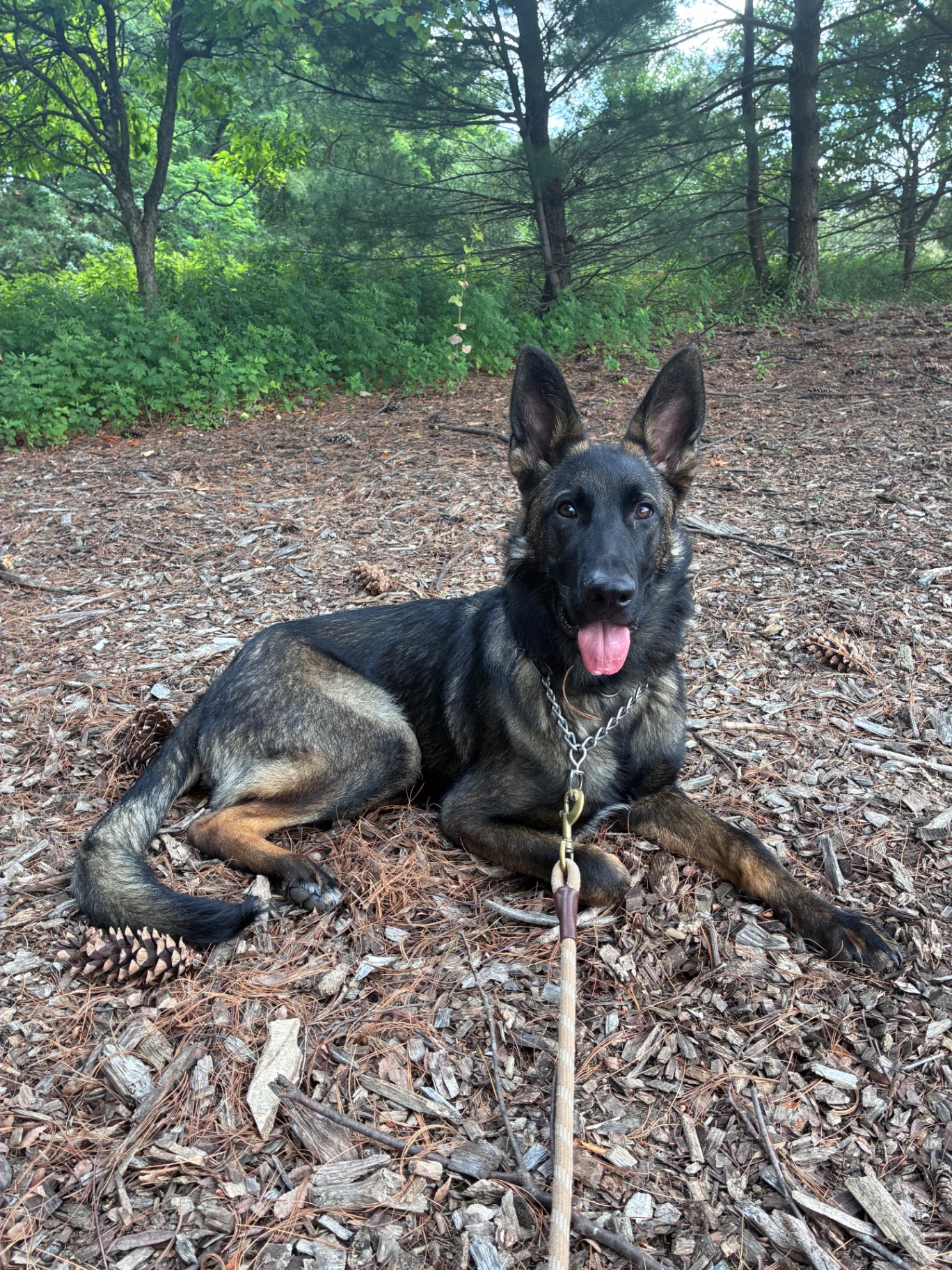 A German shepherd resting on a forest trail
