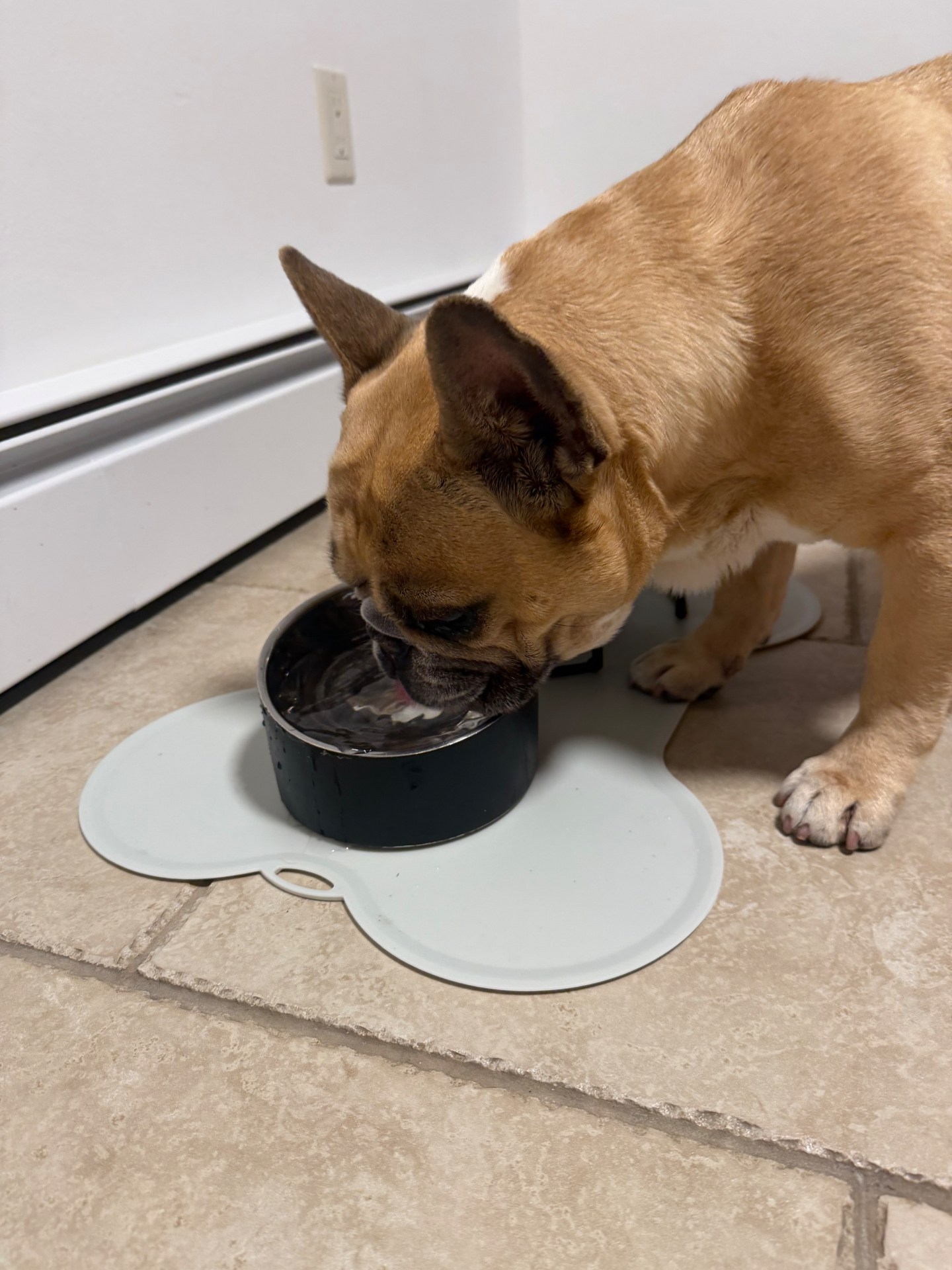 A fawn French bulldog drinking water from a bowl