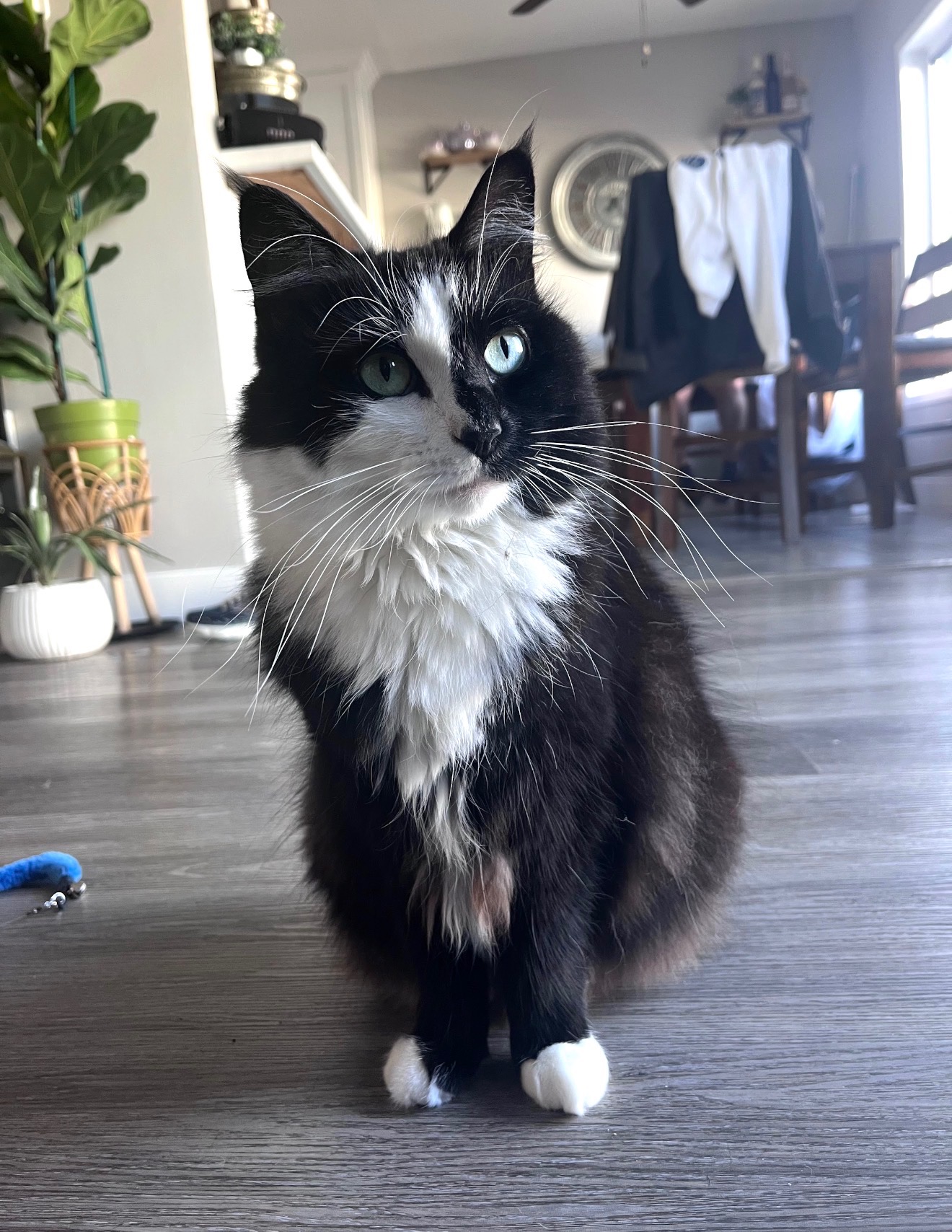 A fluffy tuxedo cat with bright eyes