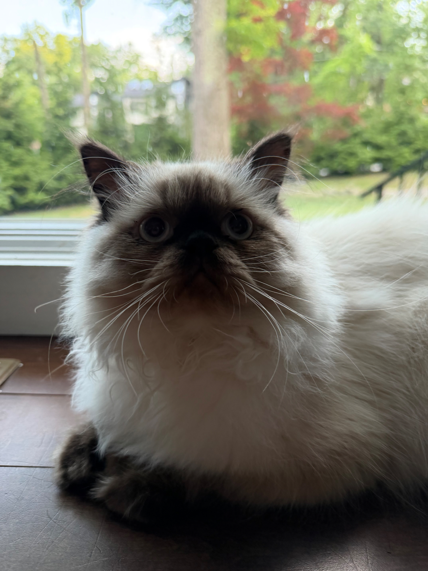 A fluffy Himalayan cat by the window