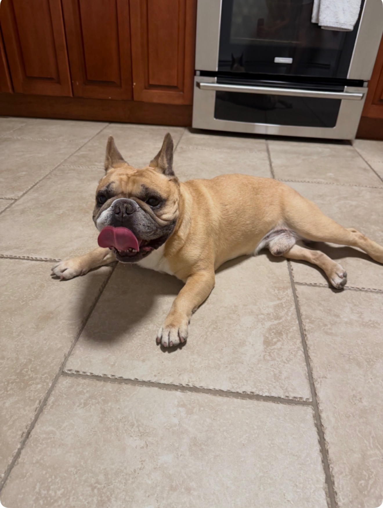 A fawn French bulldog lounging on the kitchen floor