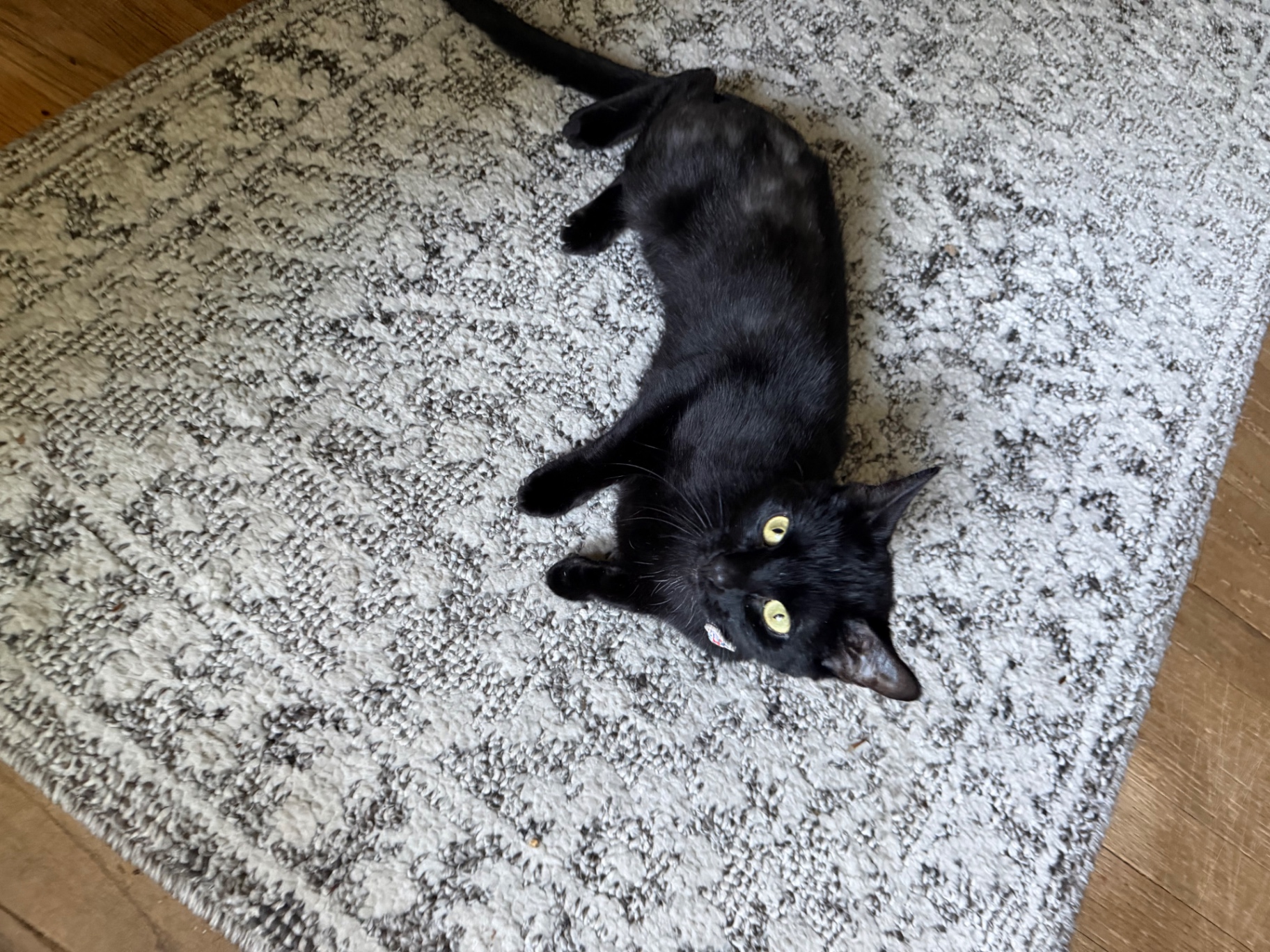 A black cat lounging on a rug