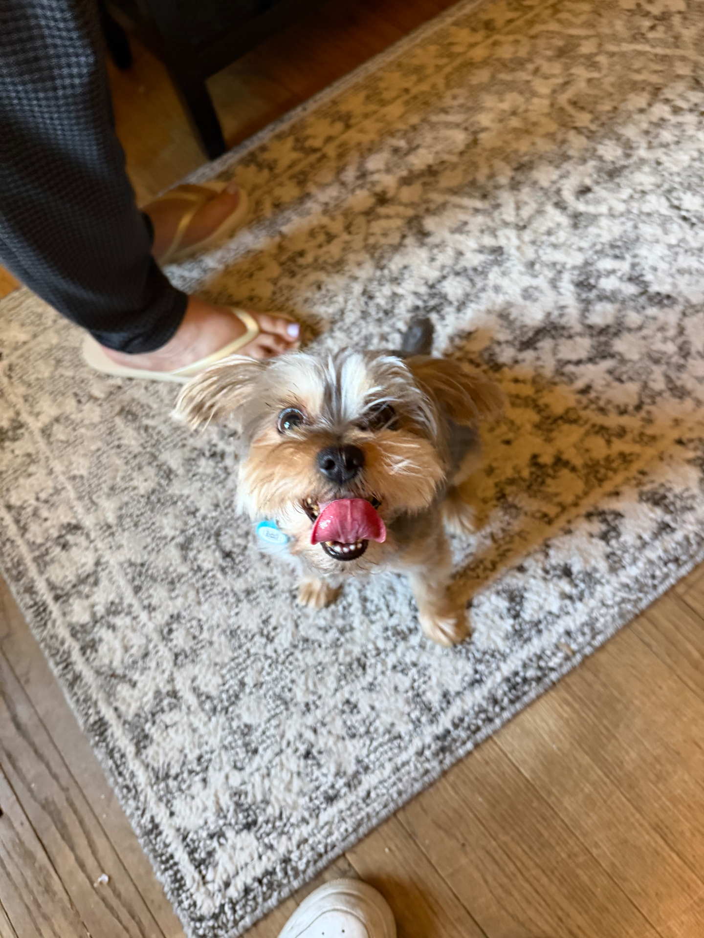 A yorkie with tongue out looking up at the camera