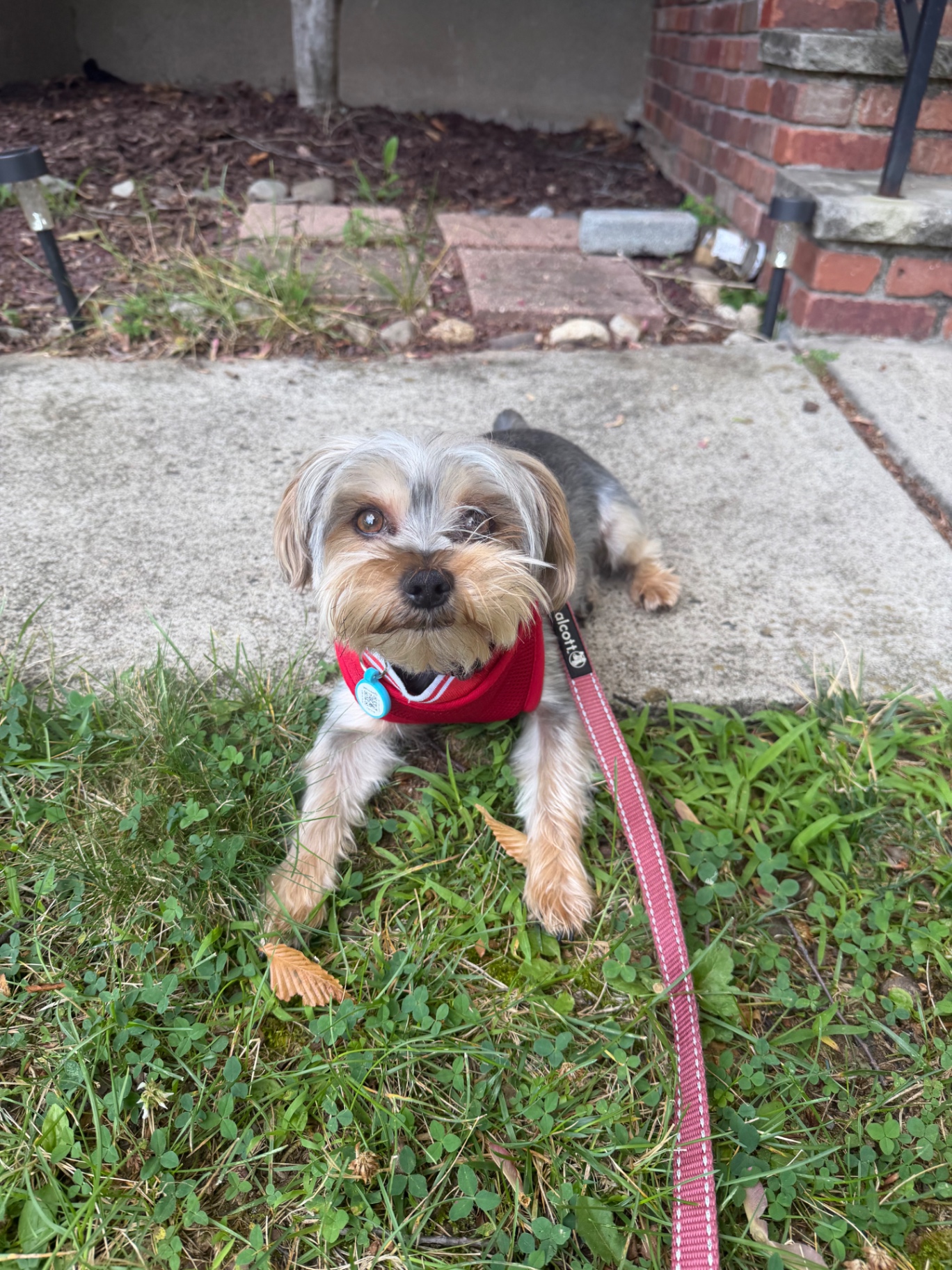 A yorkie in a red harness on a walk