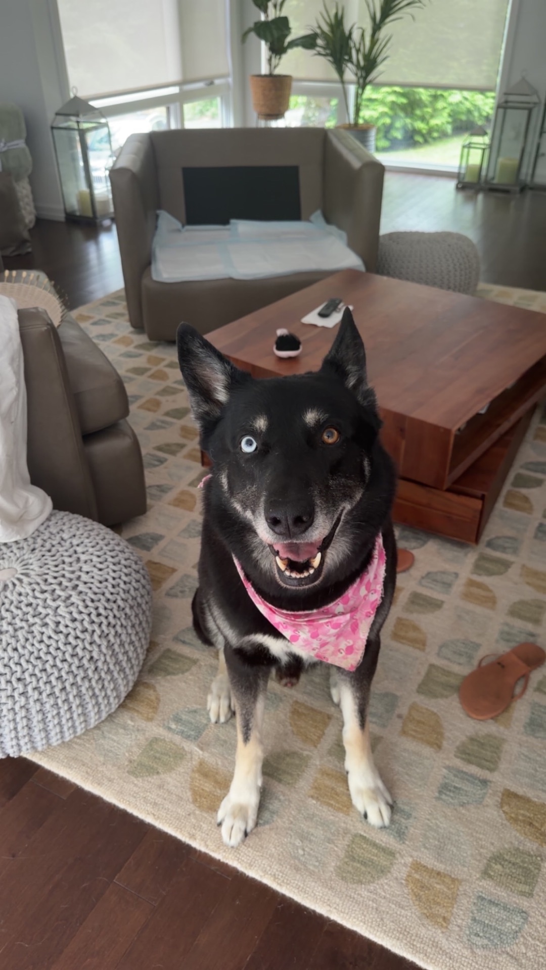 A husky mix with heterochromia wearing a pink bandana